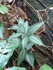 Buforrestia candolleana (Buforrestia candolleana)