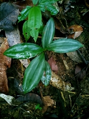 Buforrestia candolleana (Buforrestia candolleana)
