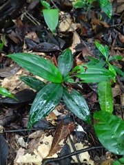 Buforrestia candolleana (Buforrestia candolleana)