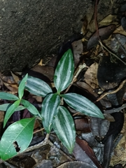 Buforrestia candolleana (Buforrestia candolleana)