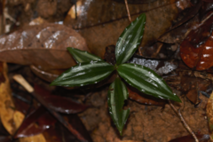 Buforrestia candolleana (Buforrestia candolleana)