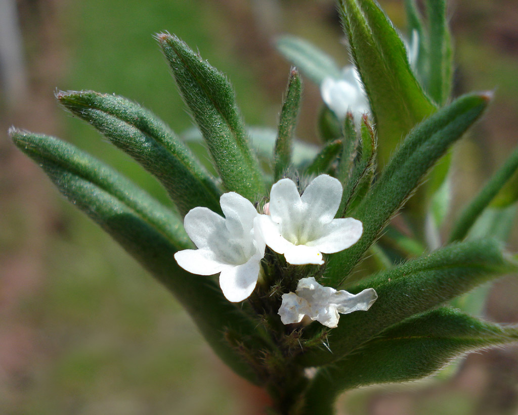 Corn gromwell: Lithospermum arvense