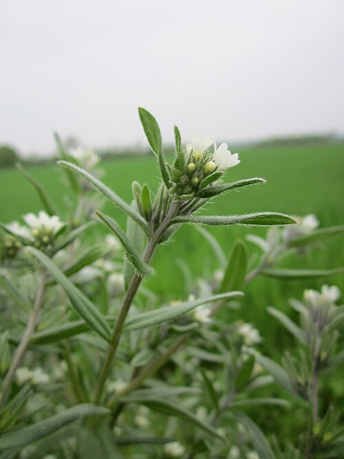 Corn gromwell: Acker-Steinsame ( Buglossoides arvensis ) bei Reilingen