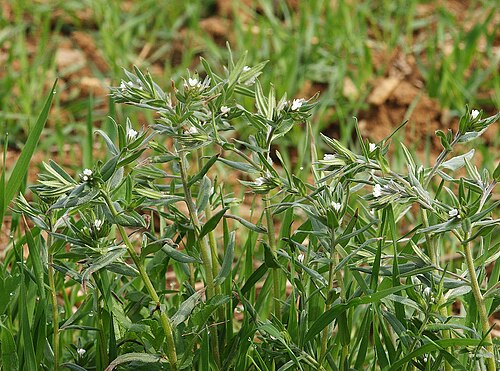Corn gromwell: Buglossodies arvensis , Tauberland, Germany