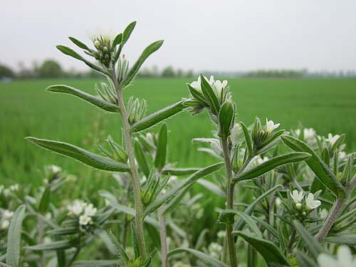 Corn gromwell: Acker-Steinsame ( Buglossoides arvensis ) bei Reilingen