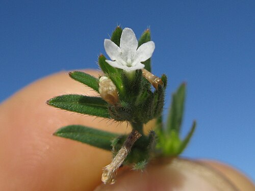Corn gromwell: Introduced, cool season, annual, erect, hairy herb to 45 cm tall. Stems have few to many and ascending. branches. Leaves are opposite, becoming alternate along