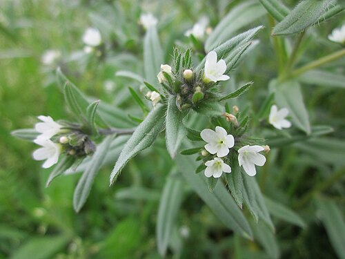 Corn gromwell: Acker-Steinsame ( Buglossoides arvensis ) bei Reilingen