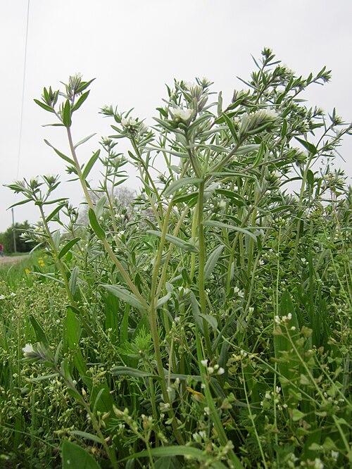 Corn gromwell: Acker-Steinsame ( Buglossoides arvensis ) bei Reilingen