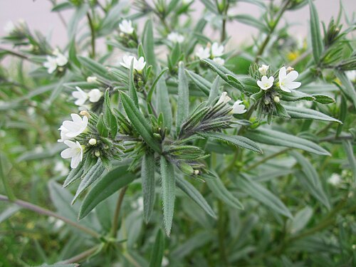 Corn gromwell: Acker-Steinsame ( Buglossoides arvensis ) bei Reilingen