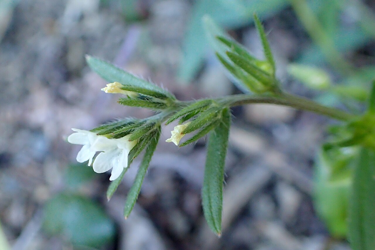 Buglossoides tenuiflora: Buglossoides tenuiflora in Pano Platres, Cyprus
