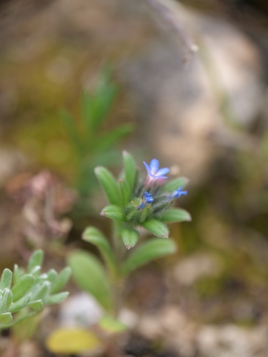 Buglossoides tenuiflora (Buglossoides tenuiflora)