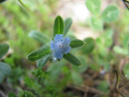 Buglossoides tenuiflora (Buglossoides tenuiflora)