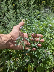 Buglossoides tenuiflora (Buglossoides tenuiflora)