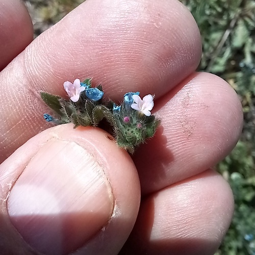 Buglossoides tenuiflora (Buglossoides tenuiflora)