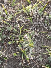 Buglossoides tenuiflora (Buglossoides tenuiflora)