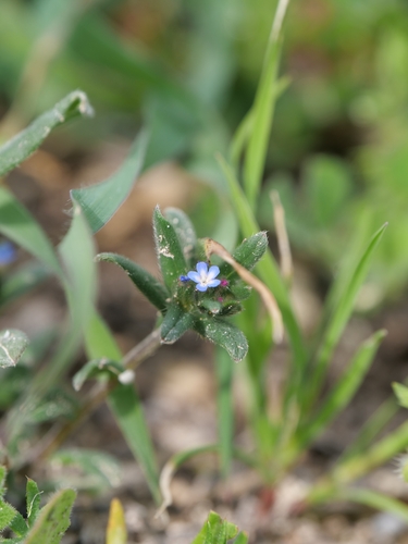 Buglossoides tenuiflora (Buglossoides tenuiflora)