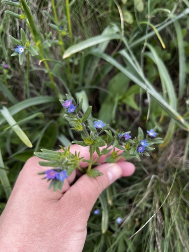 Buglossoides tenuiflora (Buglossoides tenuiflora)