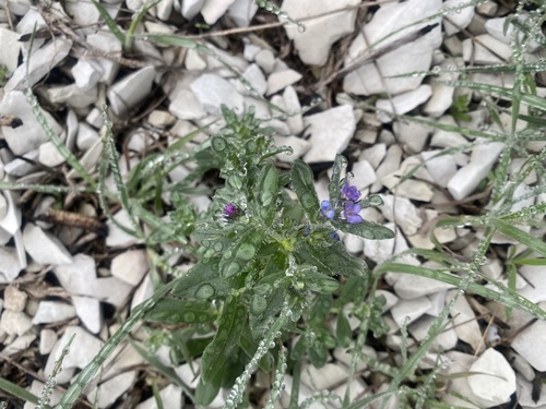 Buglossoides tenuiflora (Buglossoides tenuiflora)