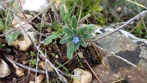 Buglossoides tenuiflora (Buglossoides tenuiflora)