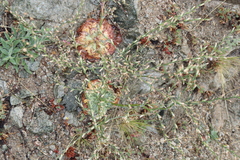 Bukiniczia cabulica (Bukiniczia cabulica)