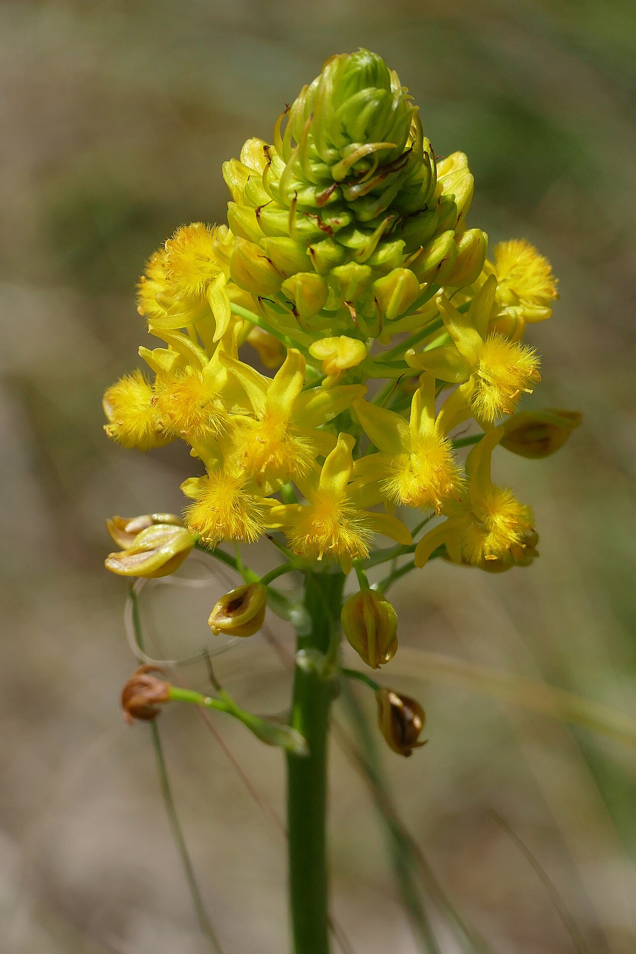 Bulbine abyssinica: Valley of Desolation Road, Camdeboo NP, Graaff-Reinet, Eastern Cape, SOUTH AFRICA