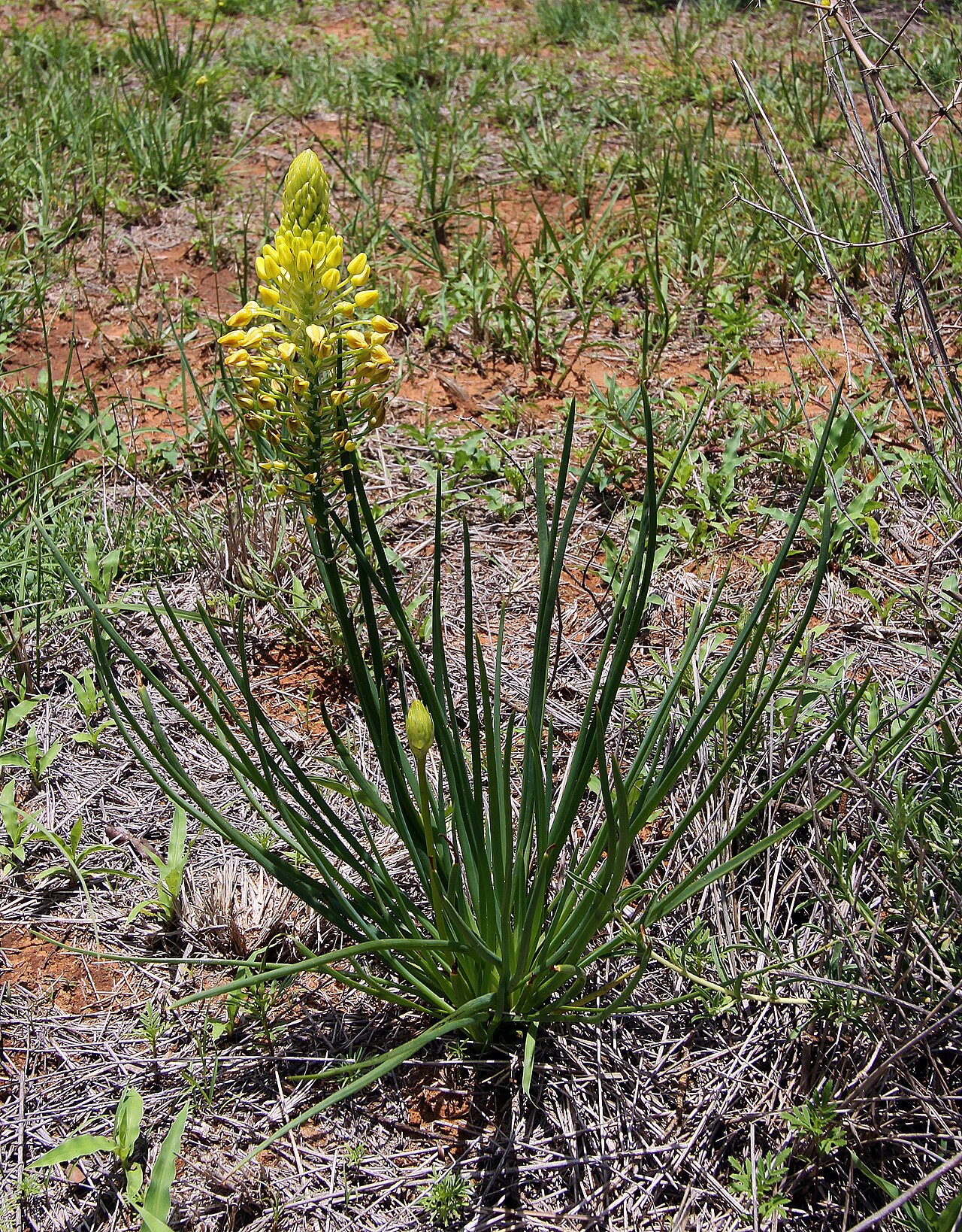 Bulbine abyssinica: Bulbine abyssinica , plant in flower; Wolmaransstad, North West, South Africa
