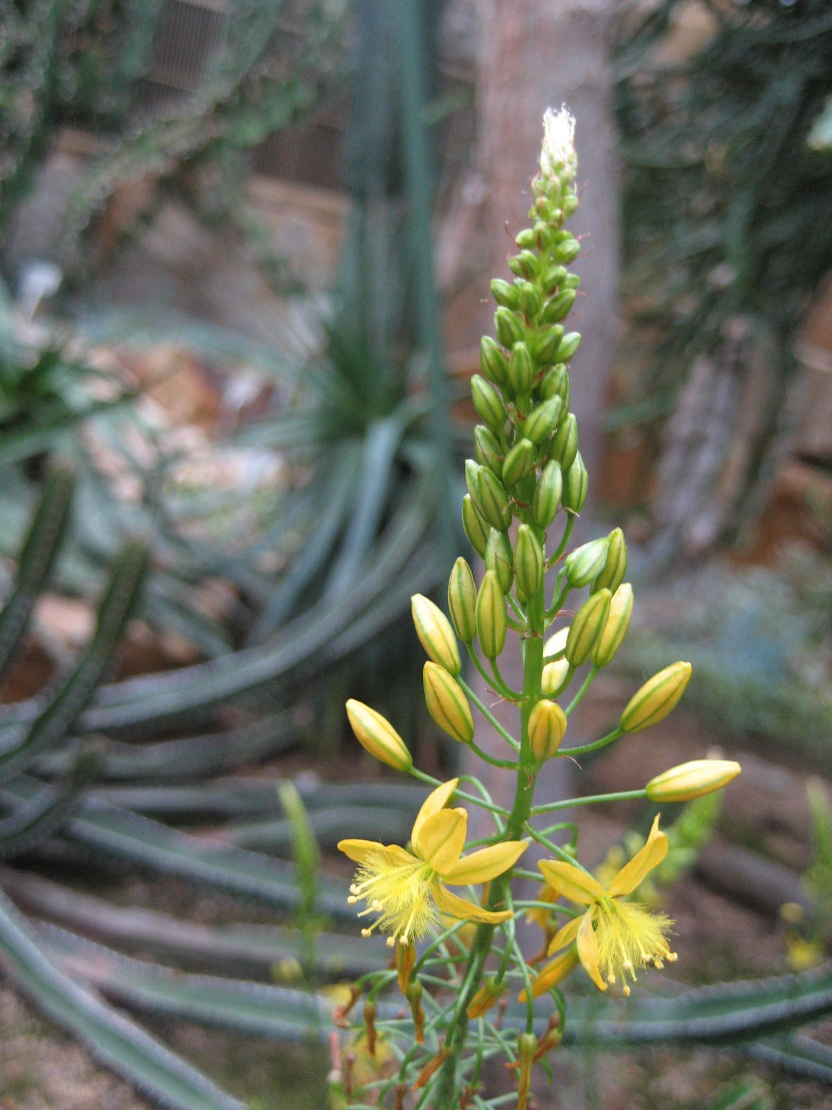 Bulbine alooides: Bulbine alooides - Blüte - Bot. Garten Berlin Dahlem