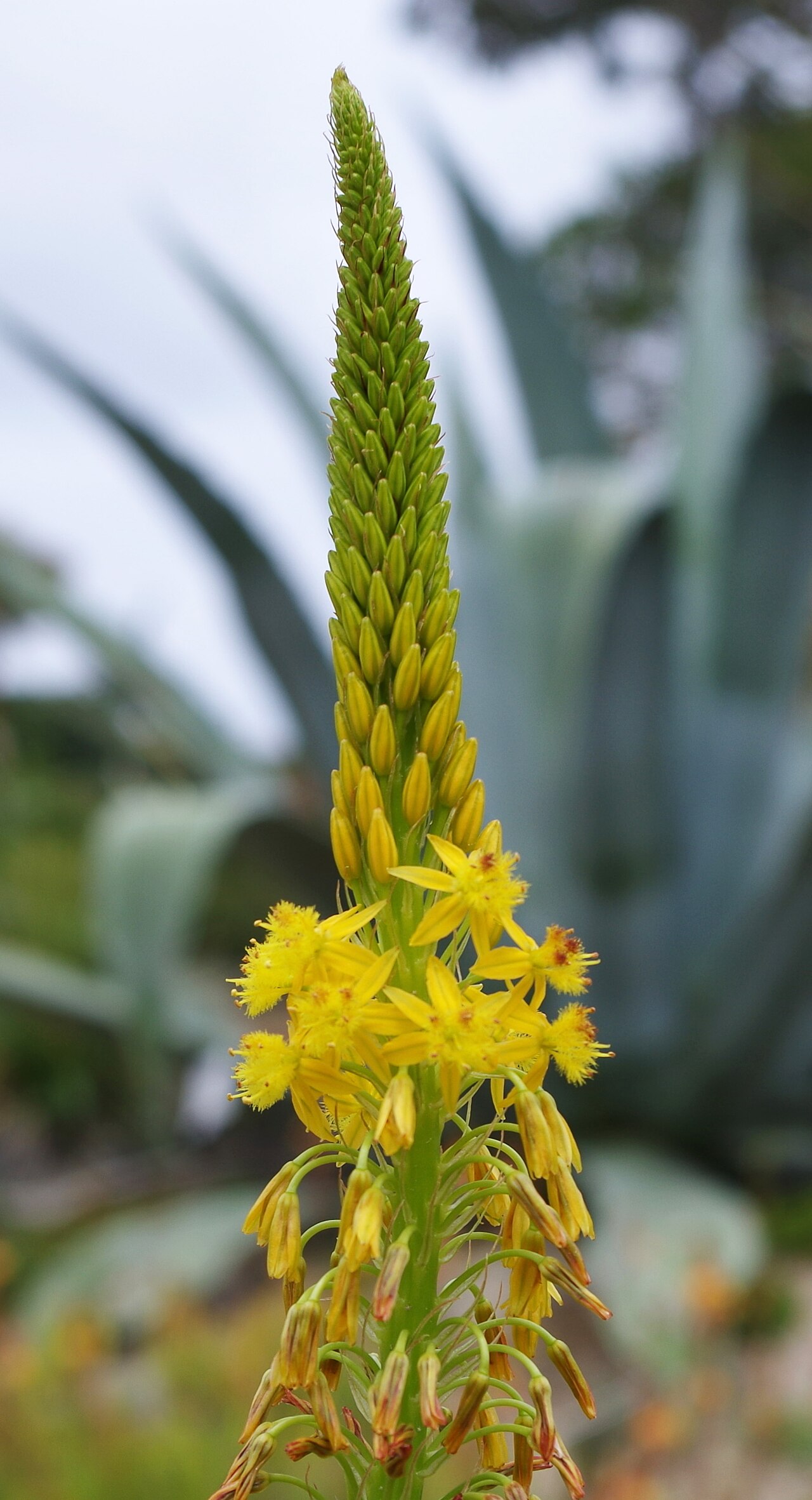 Bulbine alooides: Bulbine alooides fleur - Jardin exotique et botanique de Roscoff