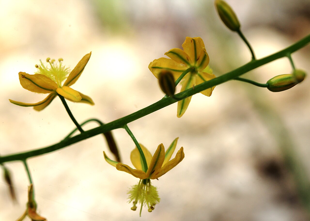 Bulbine alooides: Detail of flower of plant Bulbine alooides , The Botanical Gardens of Charles University , Prague , Czech Republic