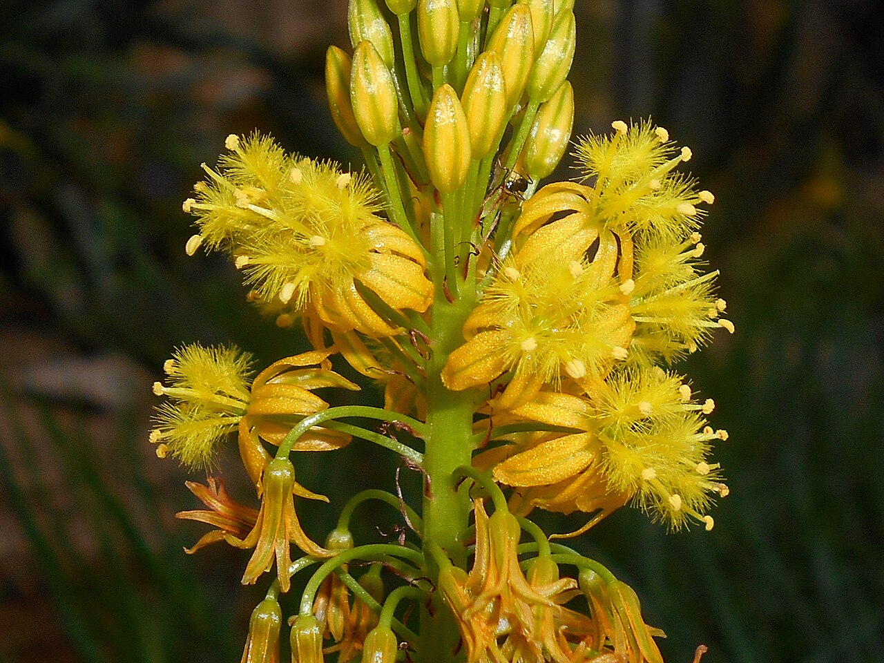 Bulbine alooides: Bulbine alooides , Botanischer Garten Berlin.
