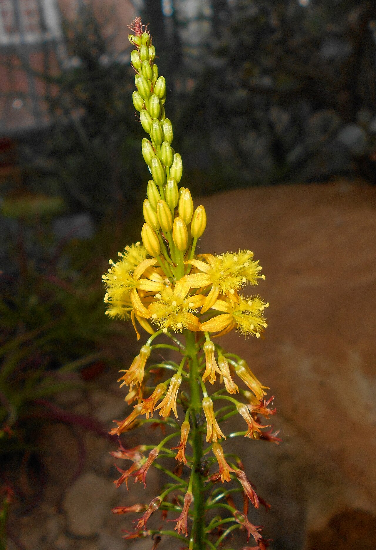 Bulbine alooides: Bulbine alooides , Botanischer Garten Berlin.