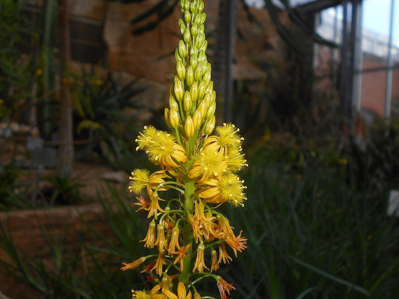 Bulbine alooides: Bulbine alooides , Botanischer Garten Berlin.