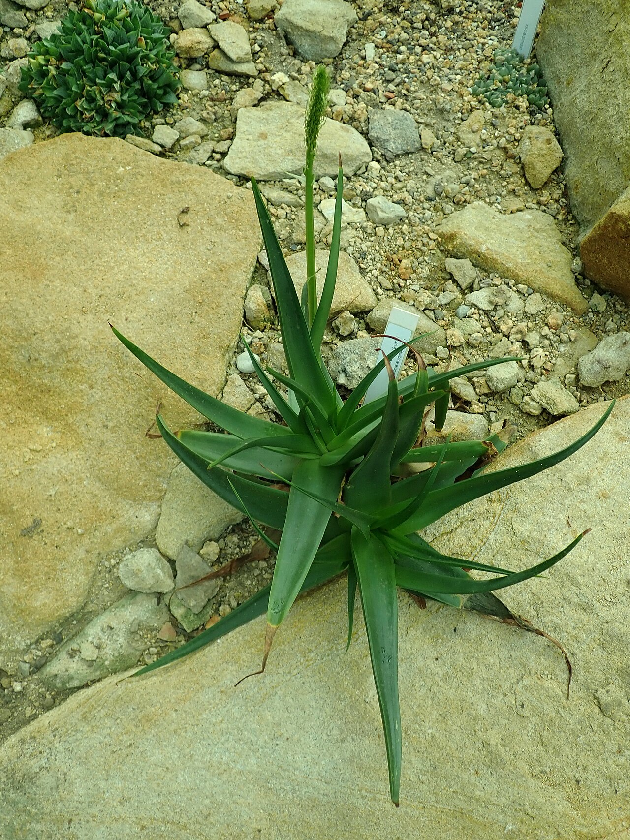 Bulbine alooides: Bulbine alooides , botanical garden in Berlin.