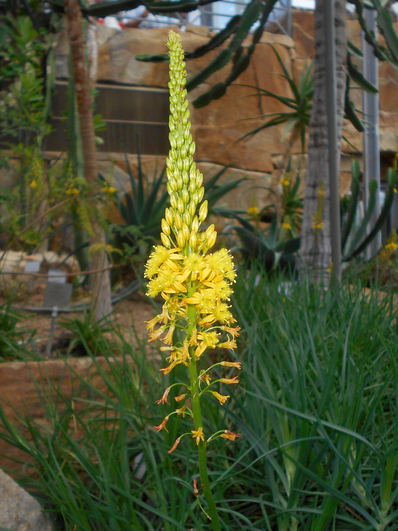 Bulbine alooides: Bulbine alooides , Botanischer Garten Berlin.