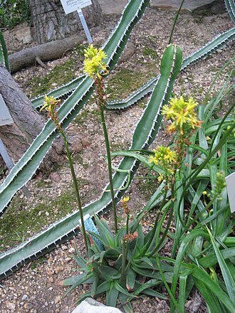 Bulbine alooides: Bulbine alooides - Habitus - Bot. Garten Berlin Dahlem