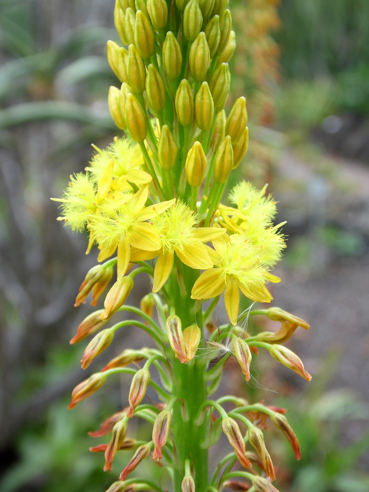 Bulbine alooides: Bulbine alooides in the Jardín Botánico Canario Viera y Clavijo .