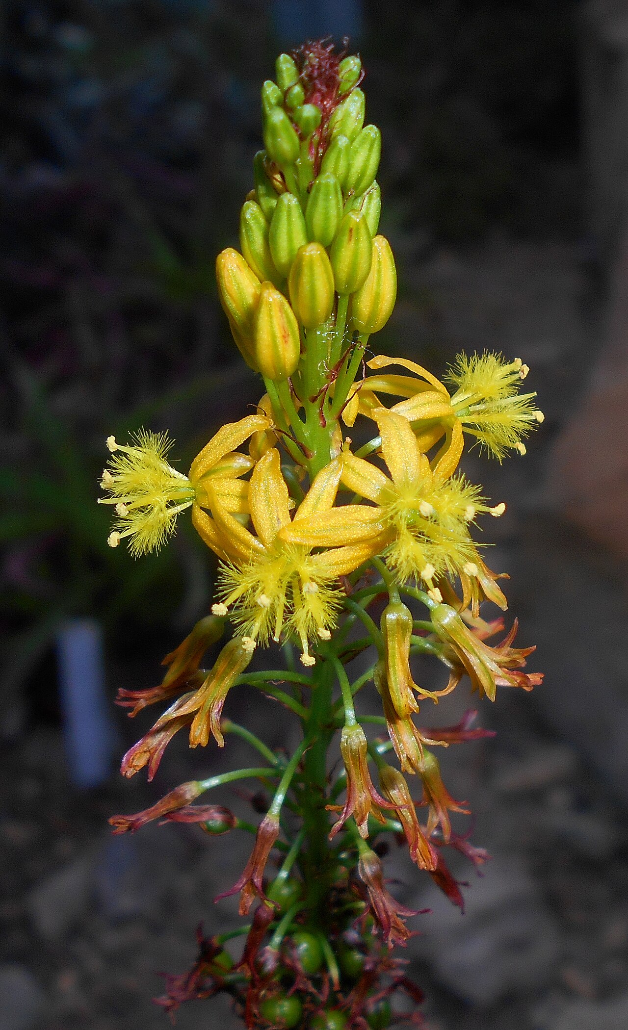 Bulbine alooides: Bulbine alooides , Botanischer Garten Berlin.
