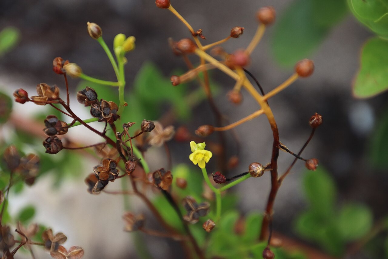 Bulbine annua: Bulbine annua
