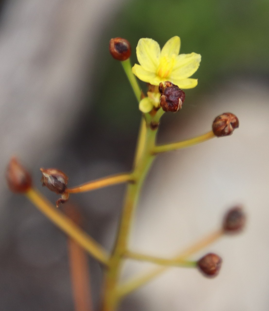 Bulbine annua: Bulbine annua
