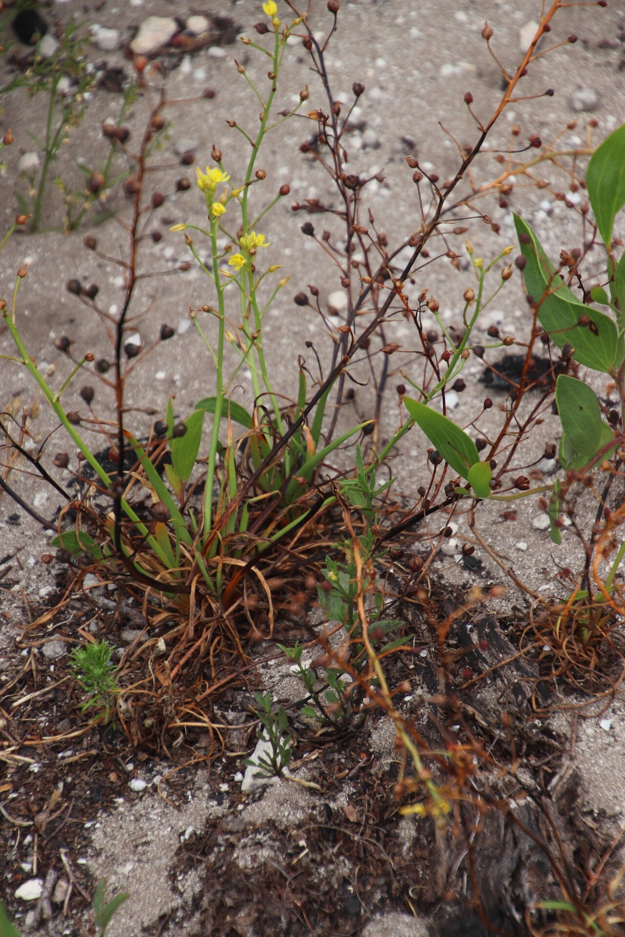 Bulbine annua: Bulbine annua