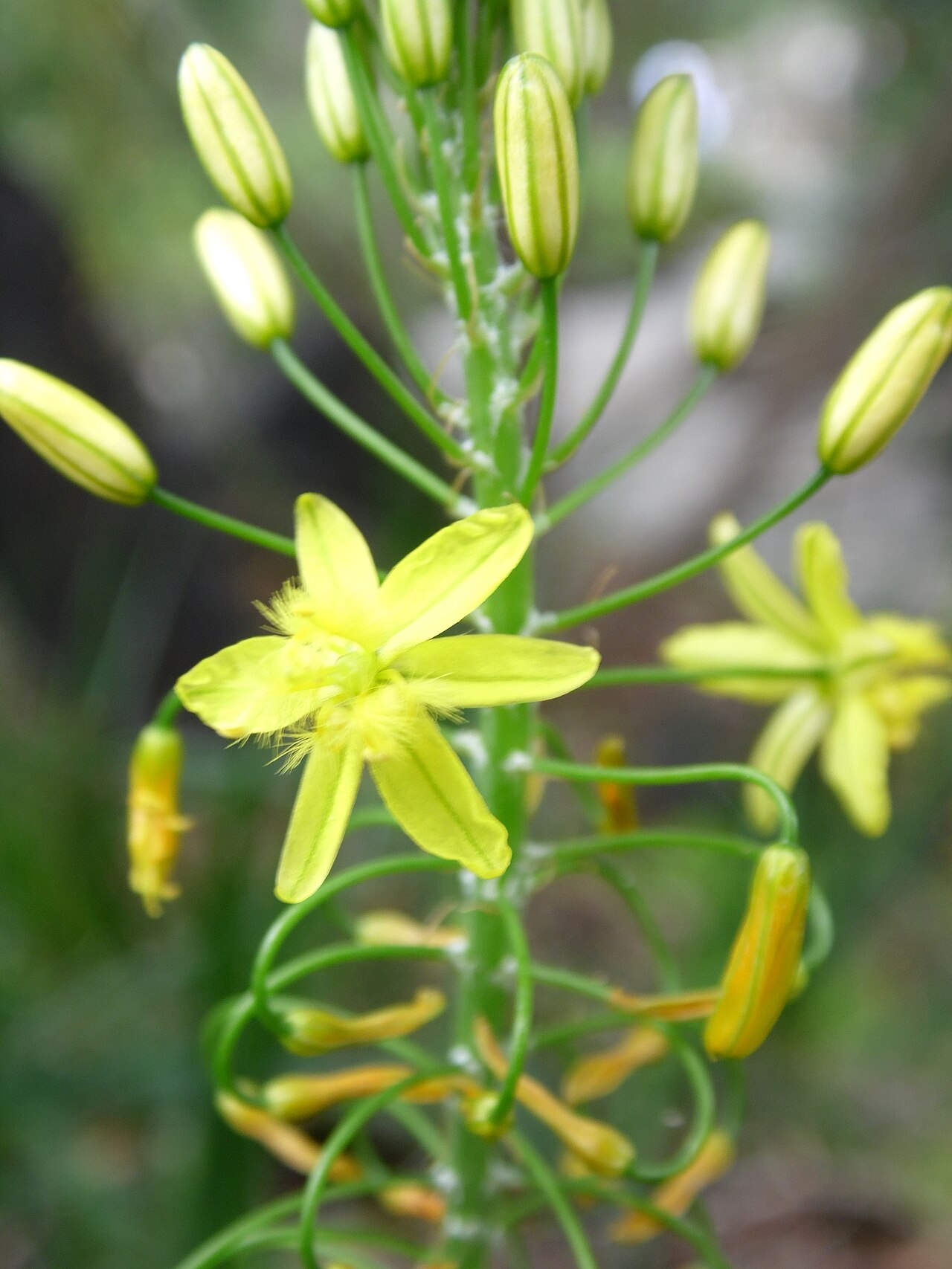 Snake flower: Bulbine asphodeloides in the Jardín Botánico Canario Viera y Clavijo .
