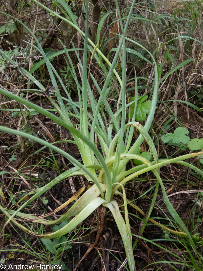 Snake flower (Bulbine asphodeloides)