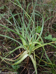Snake flower (Bulbine asphodeloides)