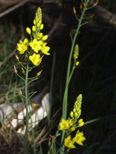 Bulbine bulbosa (Bulbine bulbosa)