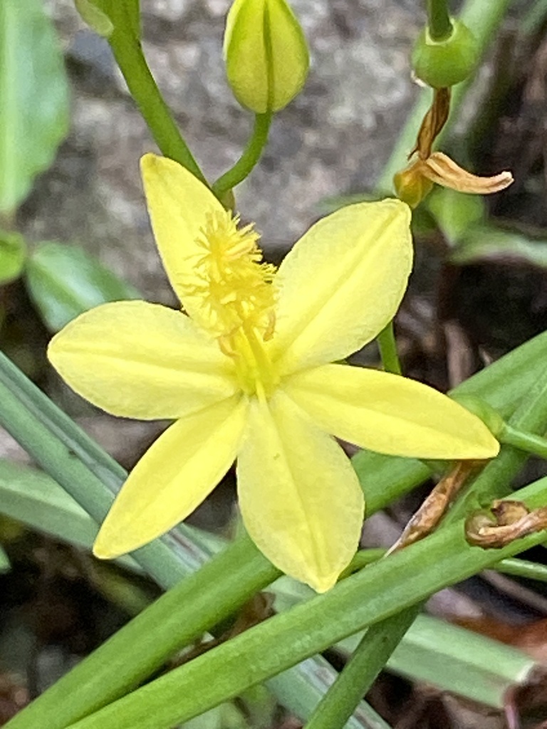 Bulbine bulbosa (Bulbine bulbosa)