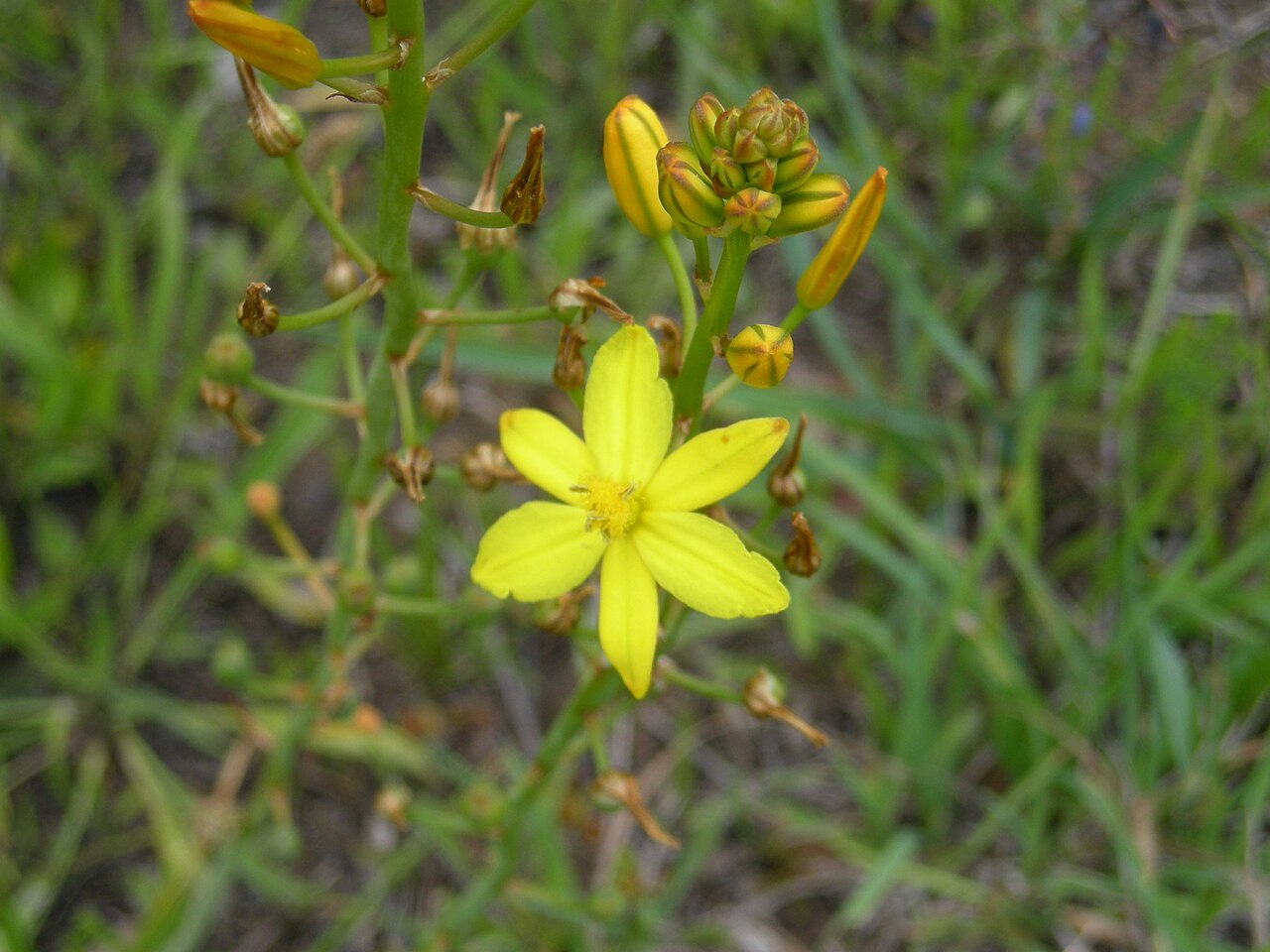 Bulbine bulbosa: Native, cool season, perennial, tufted herb to 50cm tall. Leaves are linear, channelled, somewhat succulent and arise from the base of the plant. Flowerheads ar
