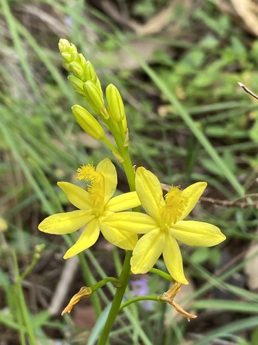 Bulbine bulbosa (Bulbine bulbosa)