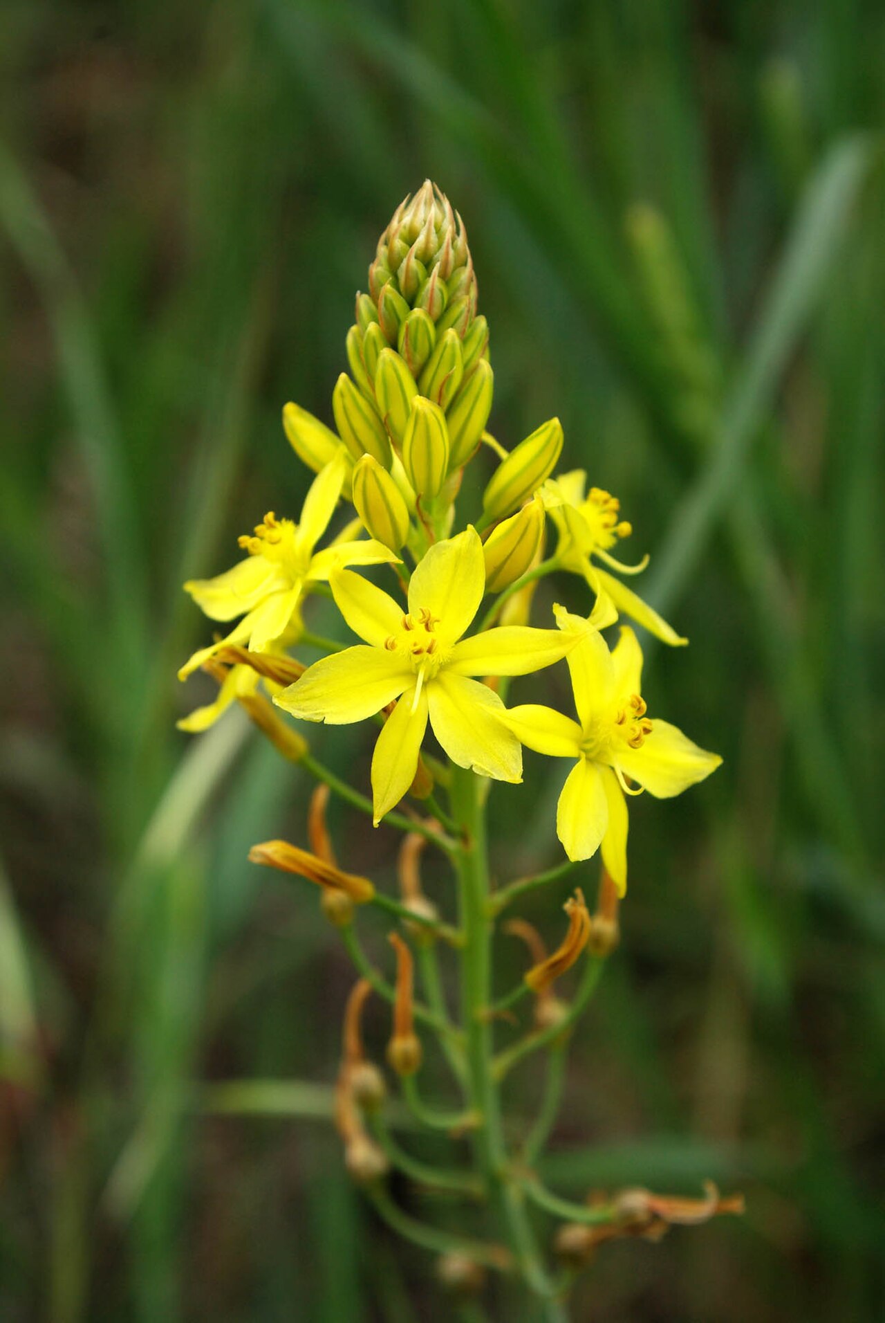 Bulbine bulbosa: Bulbine bulbosa in a hedgerow north of Hobart