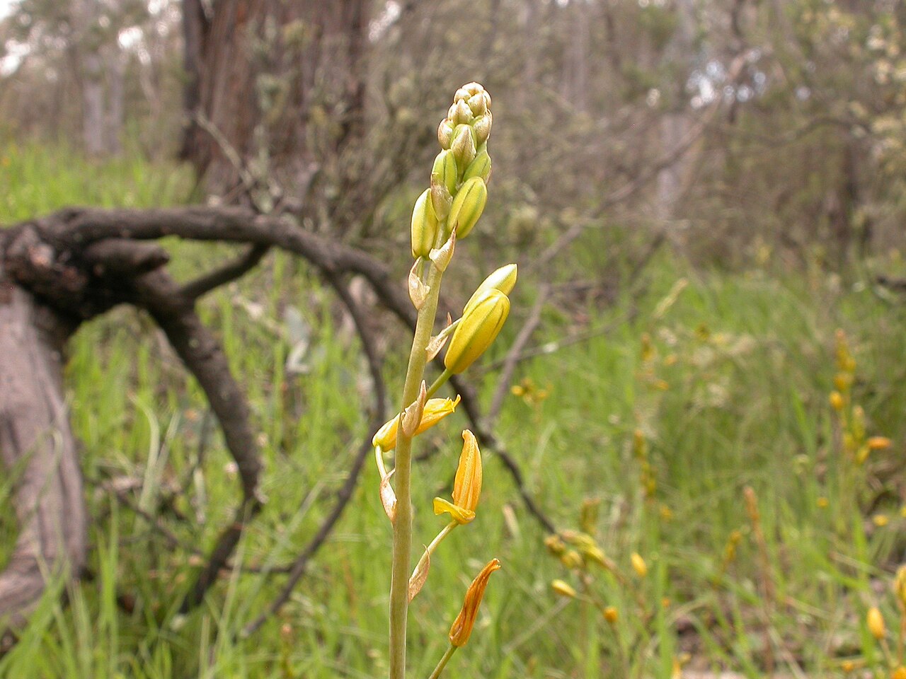 Bulbine bulbosa: Bulbine bulbosa (R.Br.) Haw., Aranda Bushland, Canberra, ACT, 16 October 2010