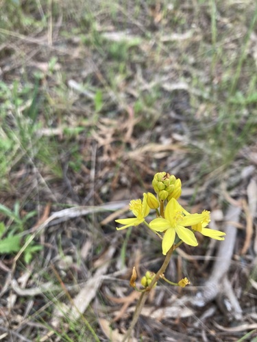Bulbine bulbosa (Bulbine bulbosa)
